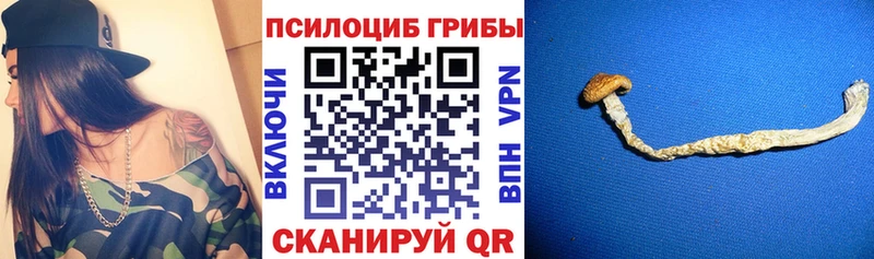где найти Бирюсинск Галлюциногенные грибы Psilocybine cubensis